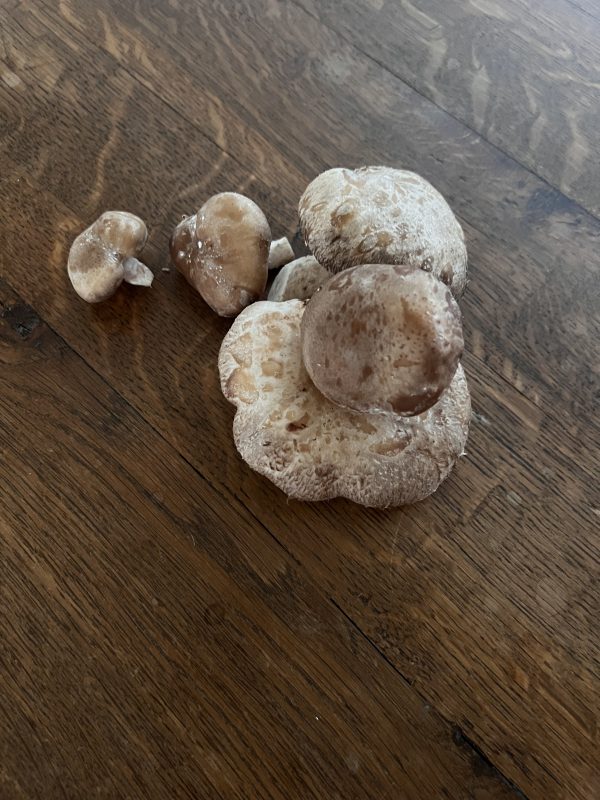 Champignon Shiitake